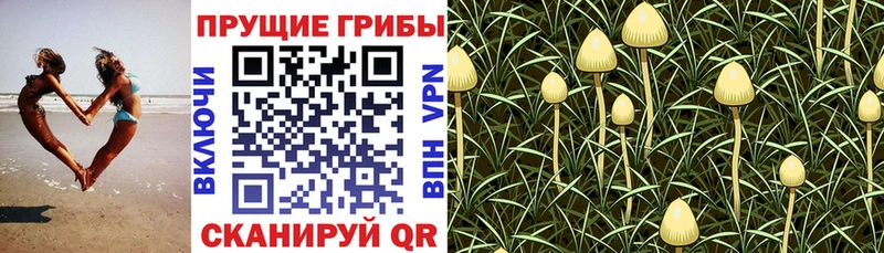 Галлюциногенные грибы Psilocybine cubensis Петров Вал